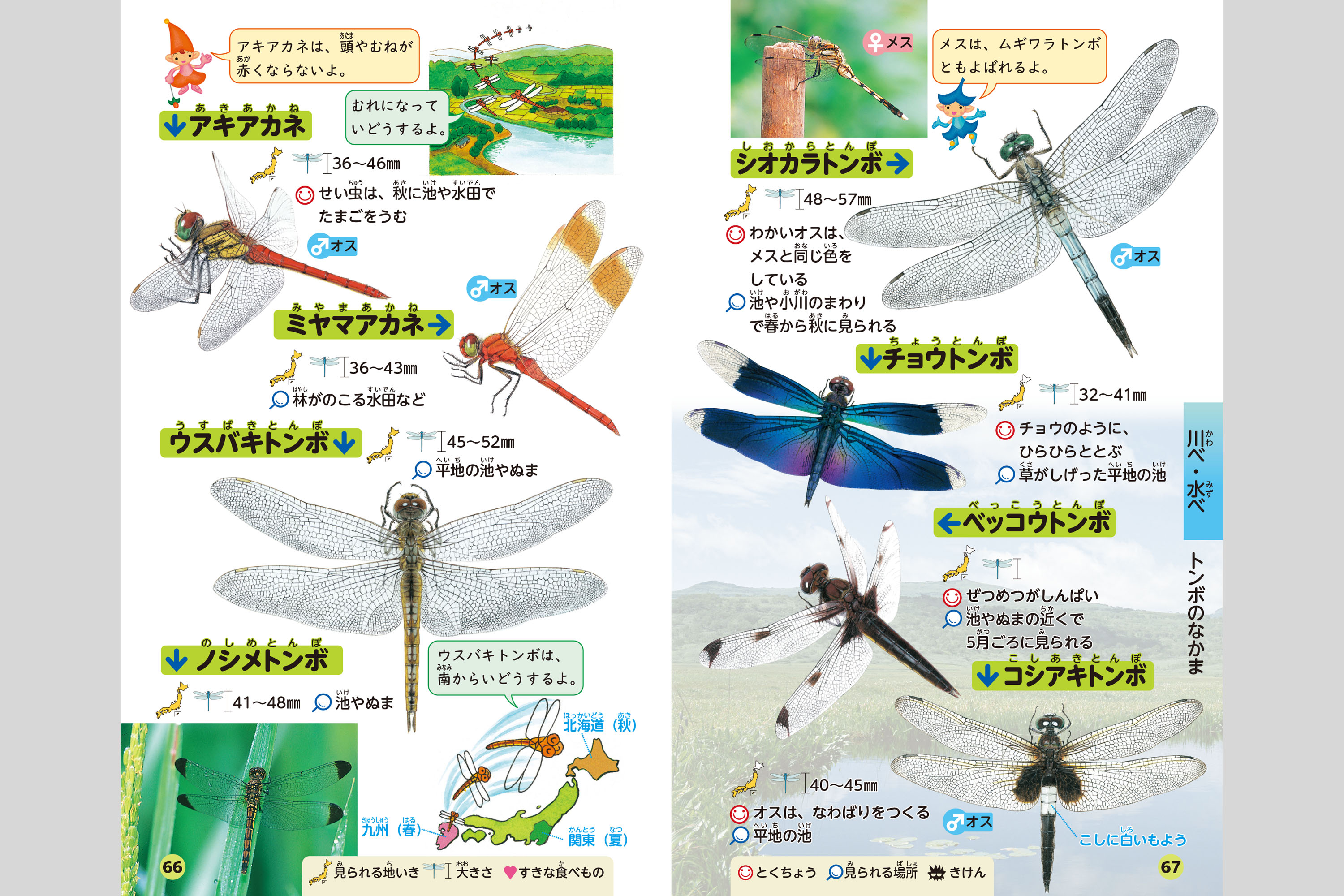 わくわくずかん こんちゅうはかせ 小学校教材 資料集 ずかん 株式会社正進社 教育図書教材の出版