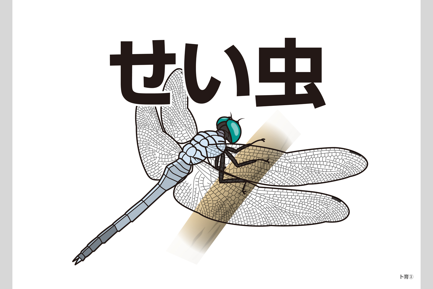 昆虫フラッシュカード 小学校教材 フラッシュカード 理科 生活 株式会社正進社 教育図書教材の出版 昆虫フラッシュカード 小学校教材 フラッシュカード 理科 生活 株式会社正進社 教育図書教材の出版