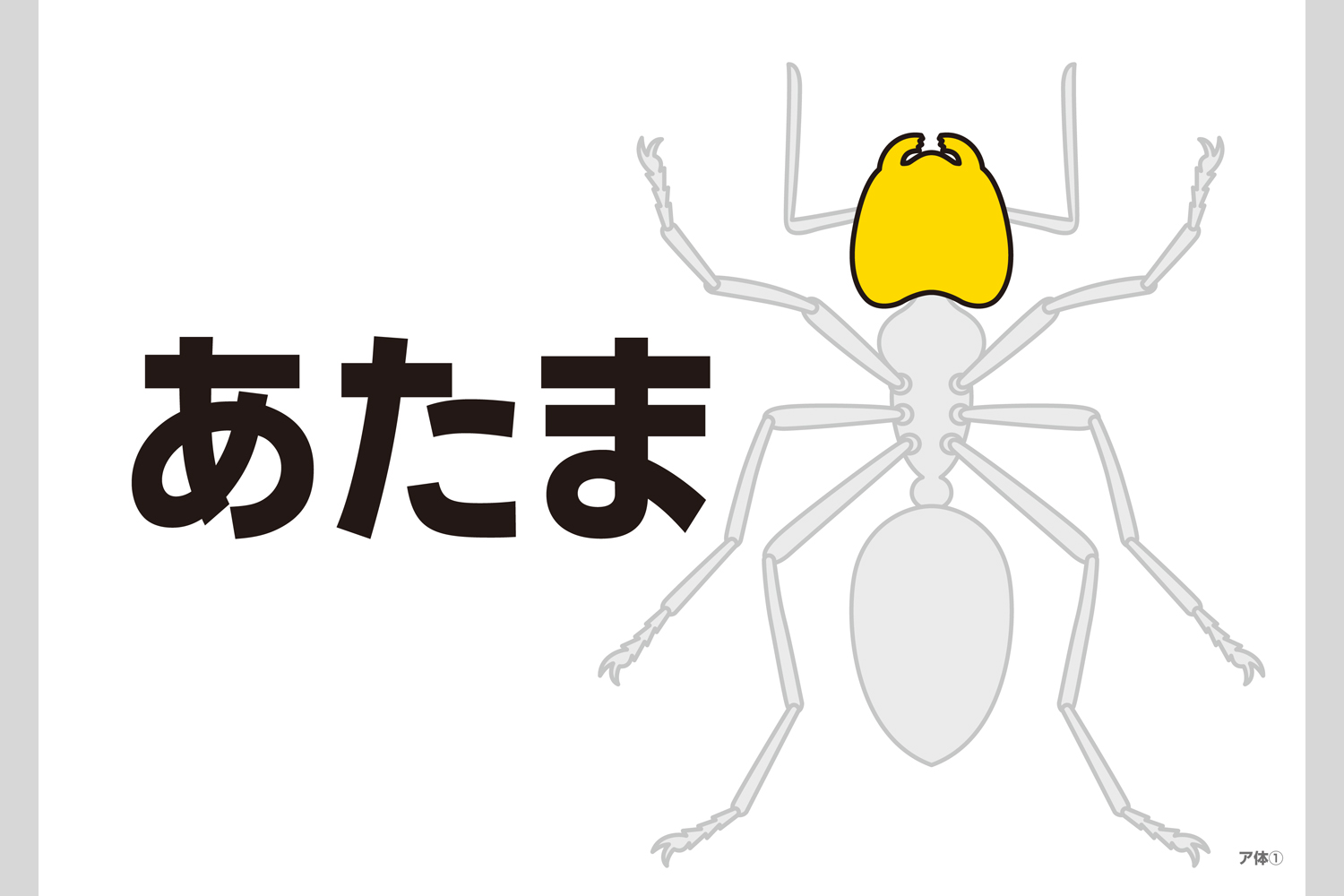 昆虫フラッシュカード 小学校教材 フラッシュカード 理科 生活 株式会社正進社 教育図書教材の出版