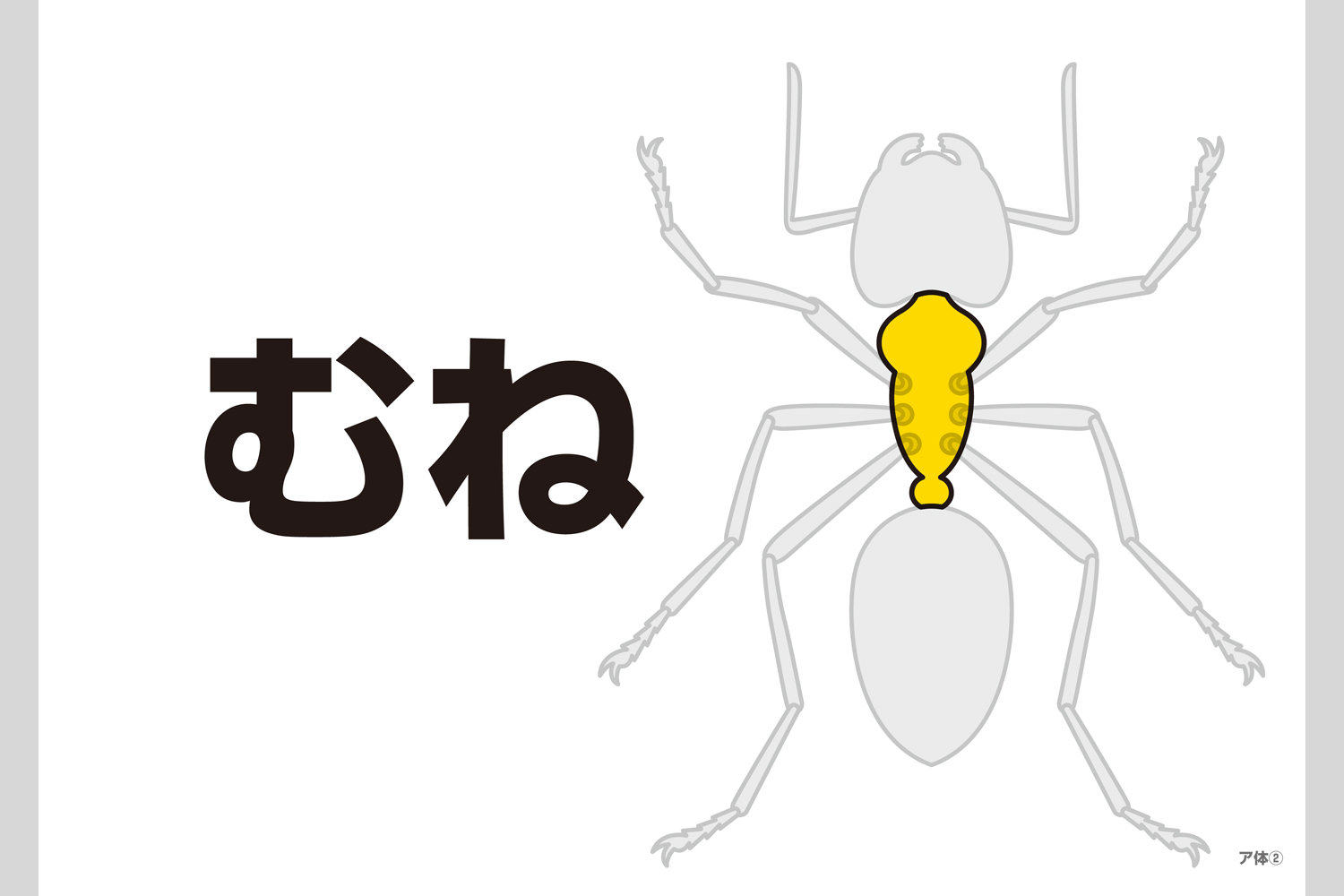 昆虫フラッシュカード 小学校教材 フラッシュカード 理科 生活 株式会社正進社 教育図書教材の出版