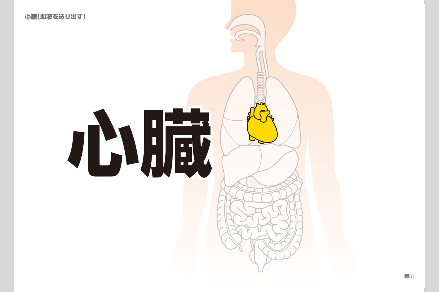 人の体フラッシュカード 小学校教材 フラッシュカード 理科 生活 株式会社正進社 教育図書教材の出版 人の体フラッシュカード 小学校教材 フラッシュカード 理科 生活 株式会社正進社 教育図書教材の出版