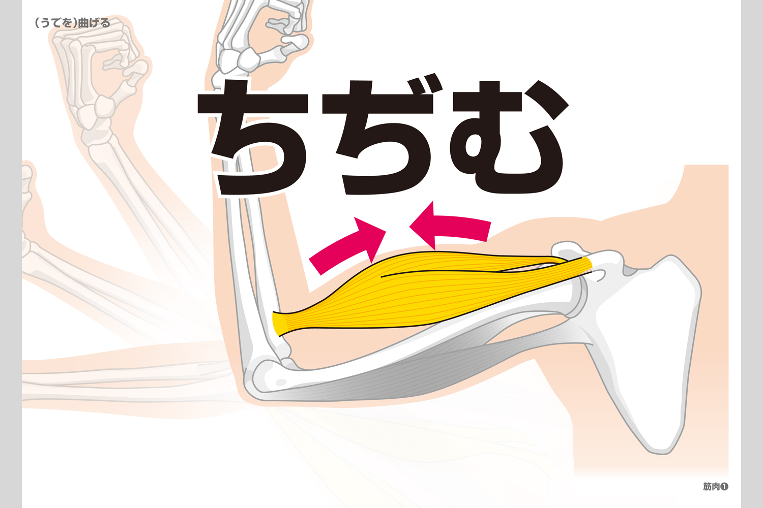 人の体フラッシュカード 小学校教材 フラッシュカード 理科 生活 株式会社正進社 教育図書教材の出版