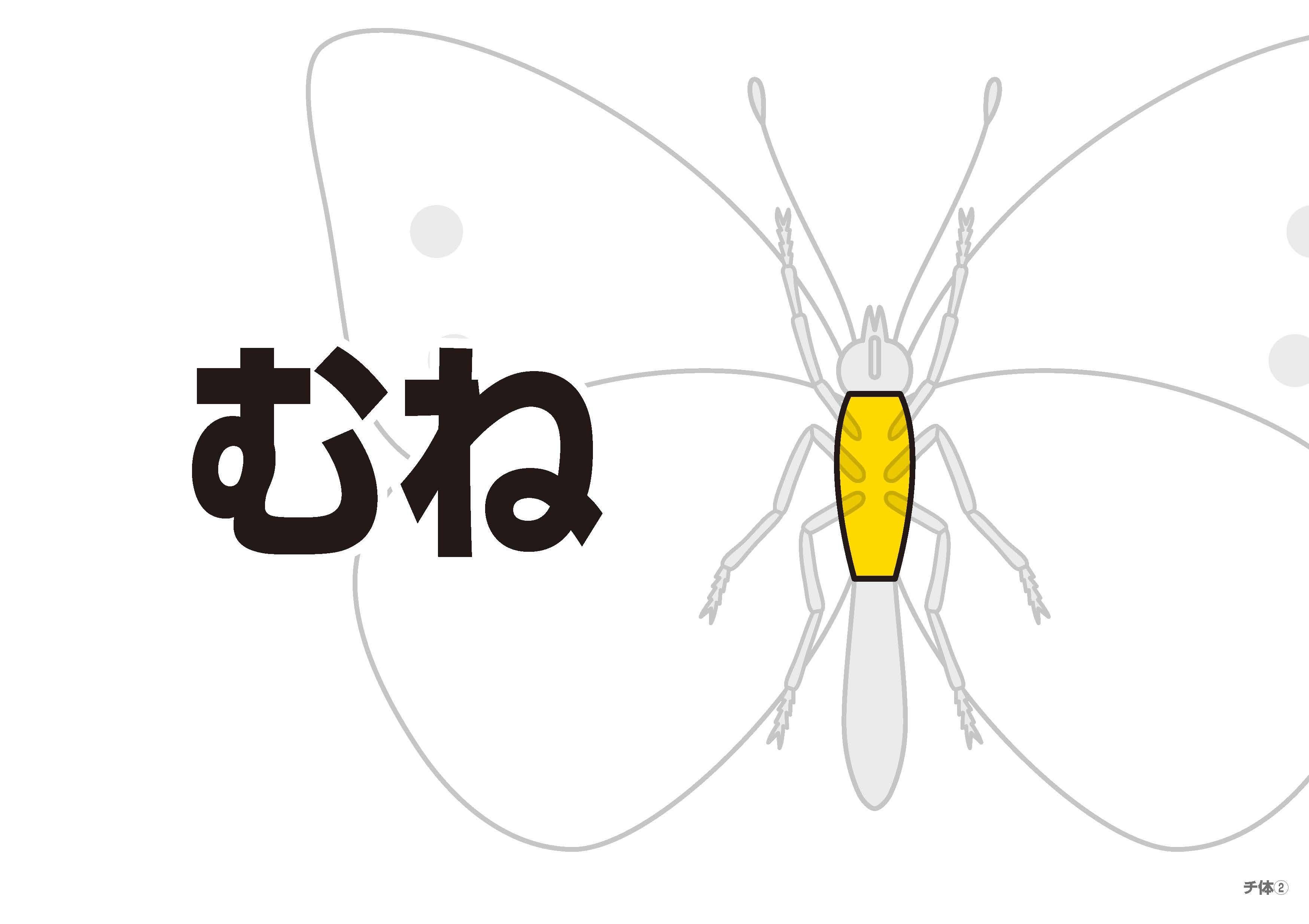 昆虫フラッシュカード