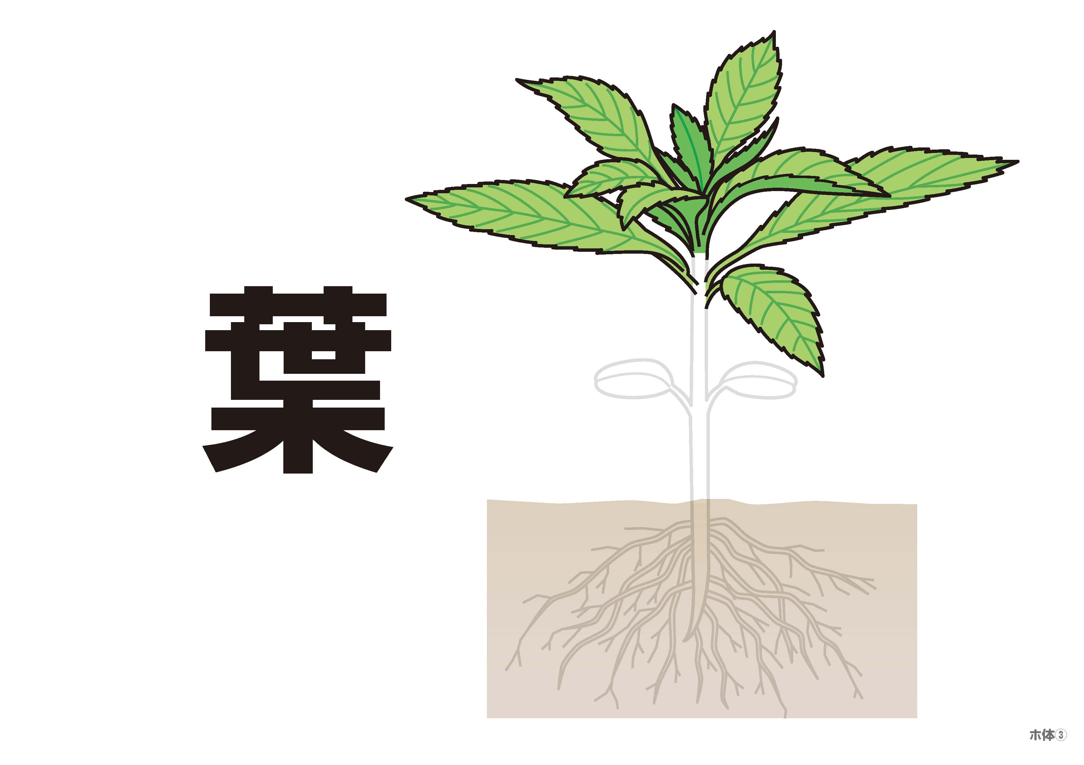 植物フラッシュカード