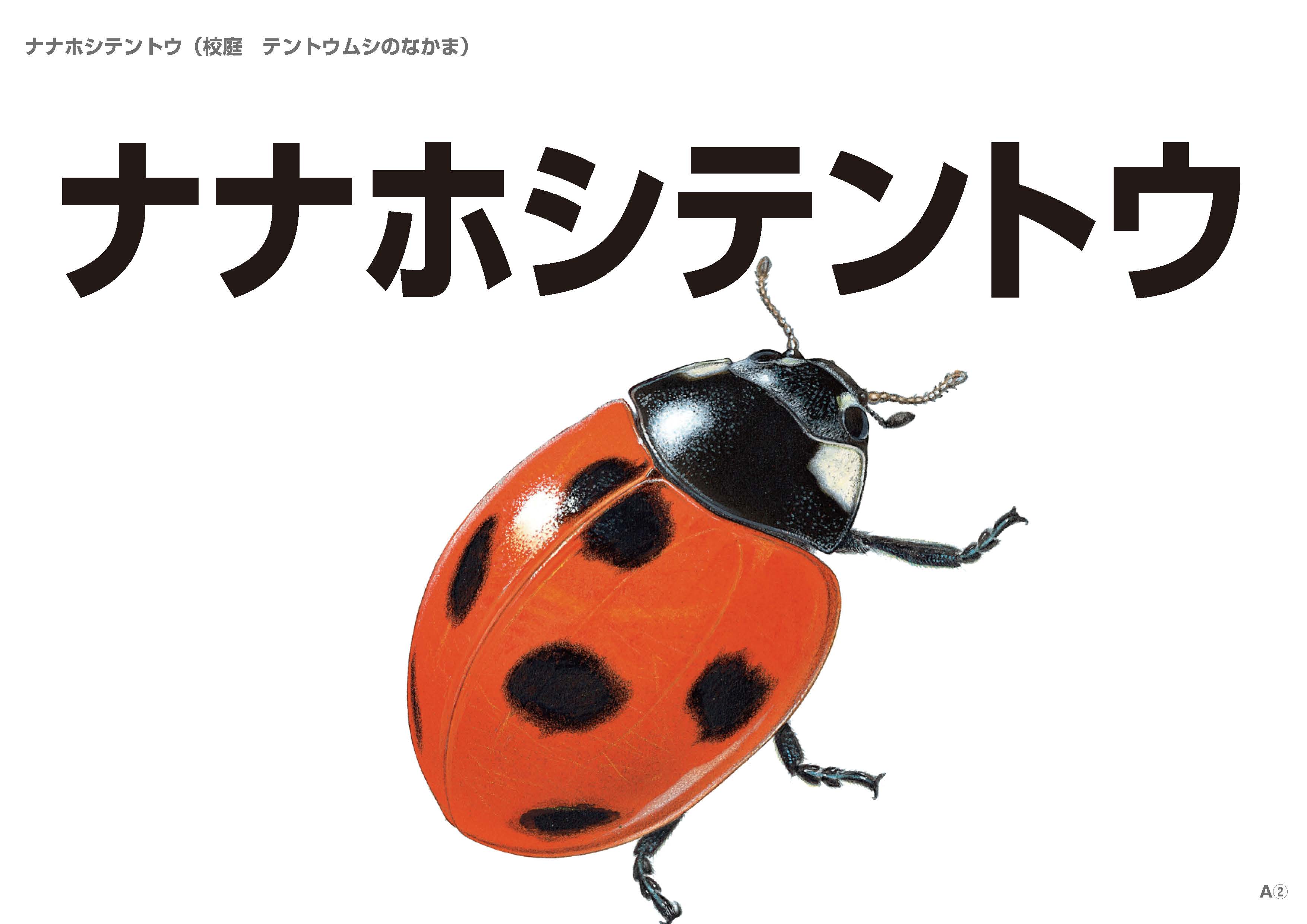 わくわくずかん(昆虫・植物)フラッシュカード