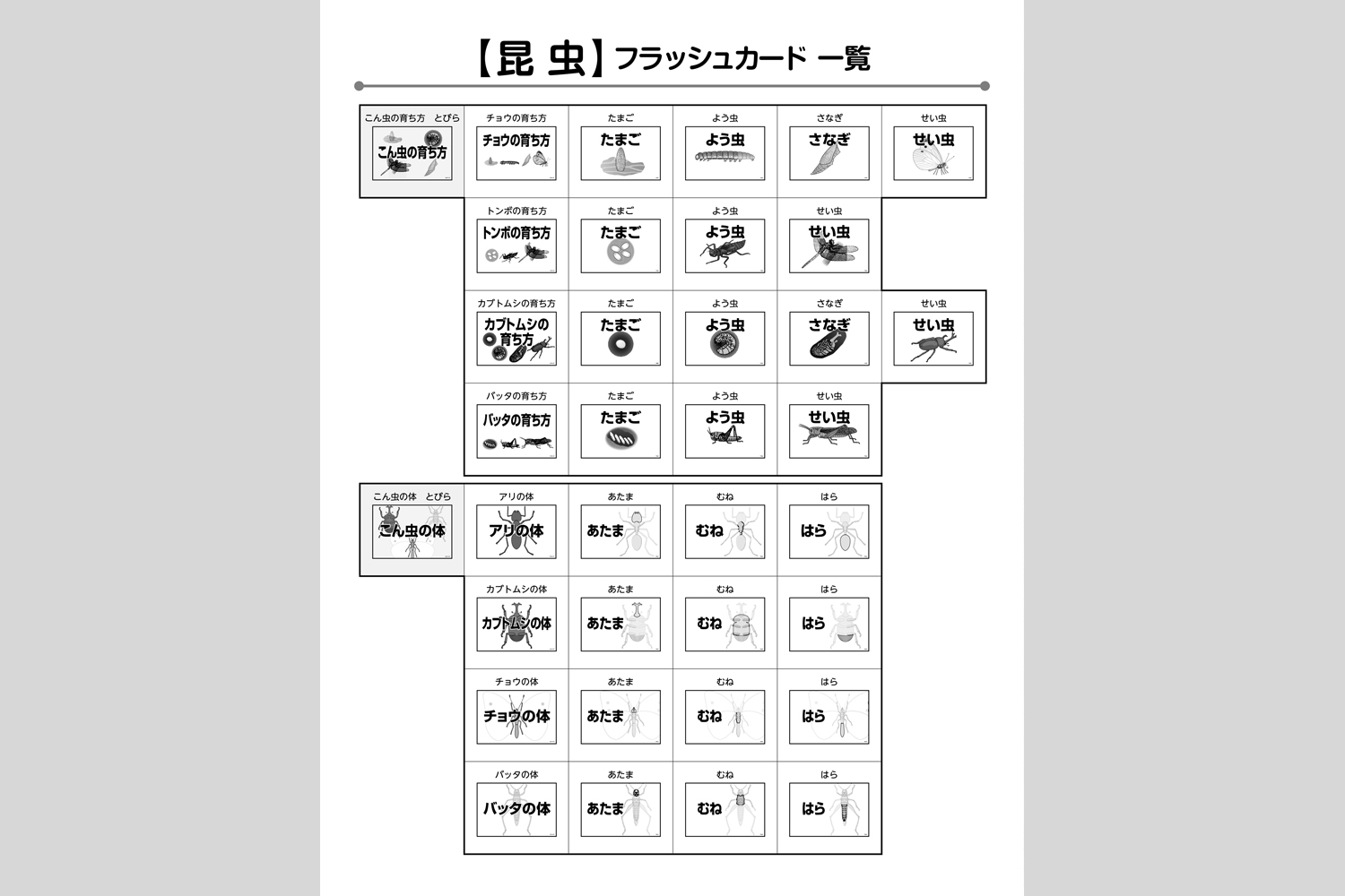 昆虫フラッシュカード 小学校教材 フラッシュカード 理科 生活 株式会社正進社 教育図書教材の出版